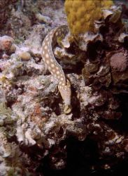 Gold-spotted eel, San Salvador, Bahamas. Taken with an Ik... by Derek Zelmer 